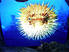 魚のいない水族館のみなさんです。