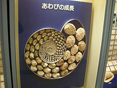 アワビの成長