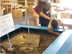 子供が魚を追っかけています